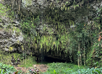 Fern Grotto on Kauai Island